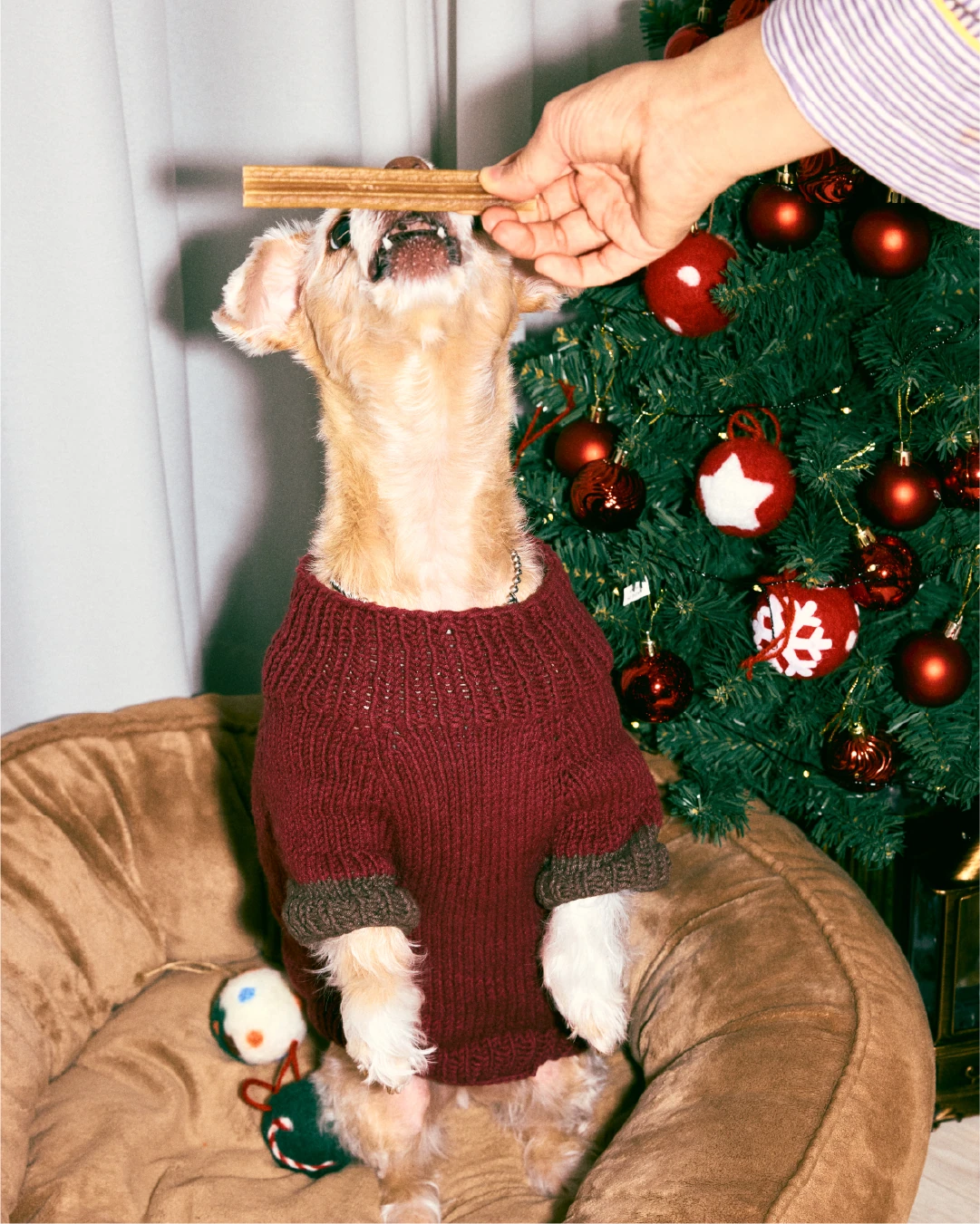 pawple 9
